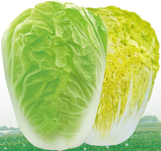 Gold Early-maturing Chinese Cabbage No.5——Chinese Cabbage Gold Early-maturing Chinese Cabbage No.5——Chinese Cabbage